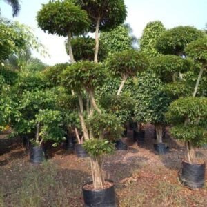 Ficus Topiary