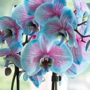 Orchids – Style 1